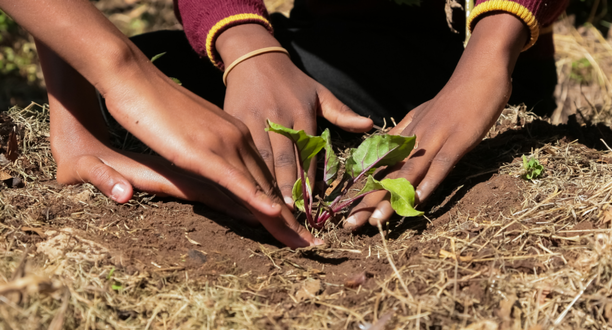 Food planting