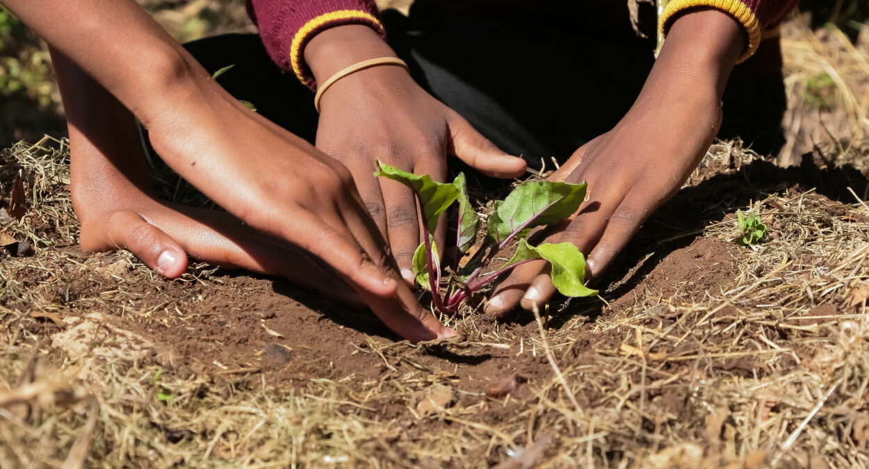 planting vegetables