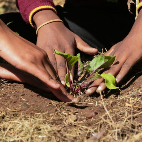 planting vegetables