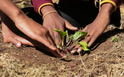 Food planting